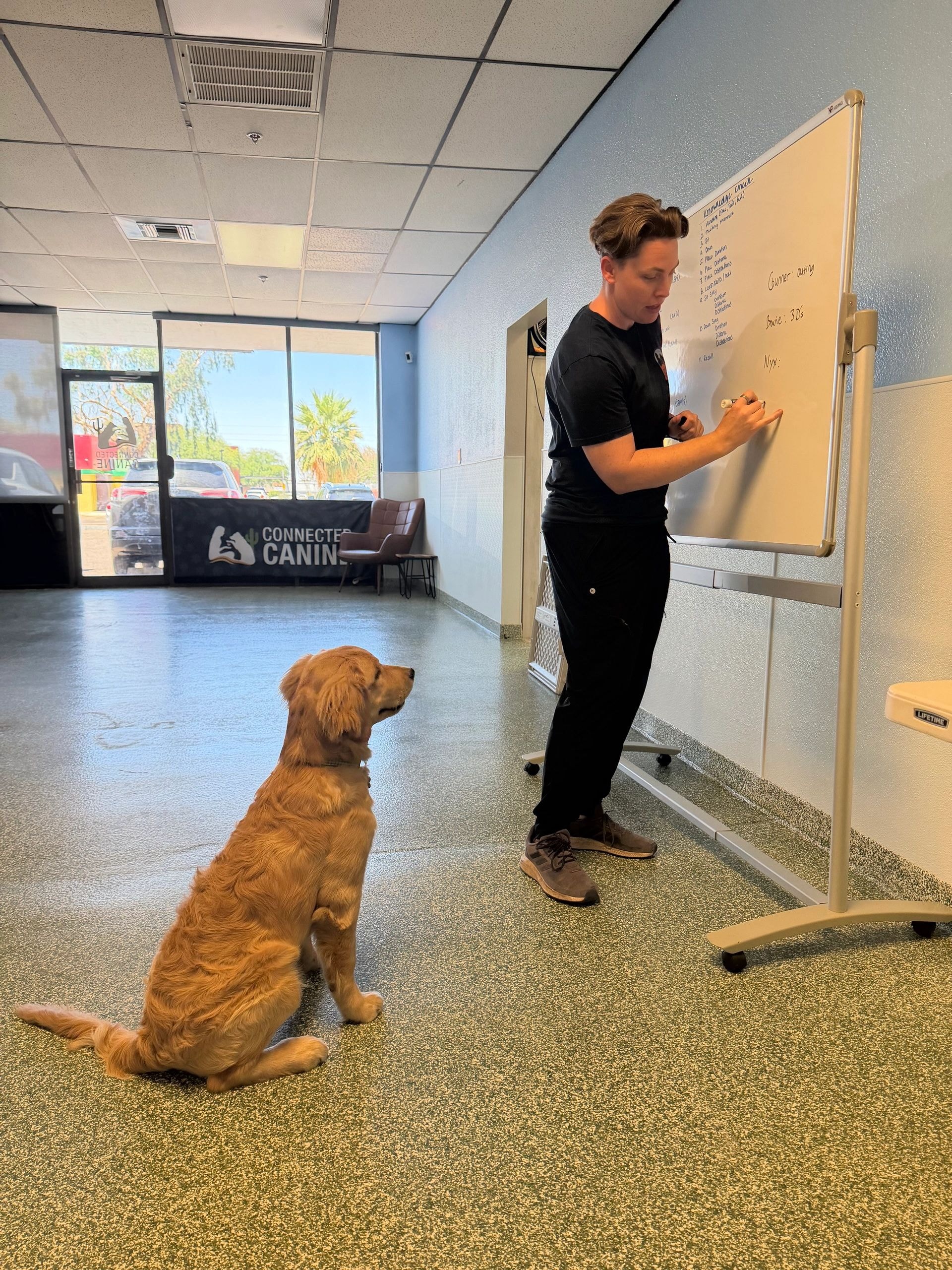 Day School dog training session