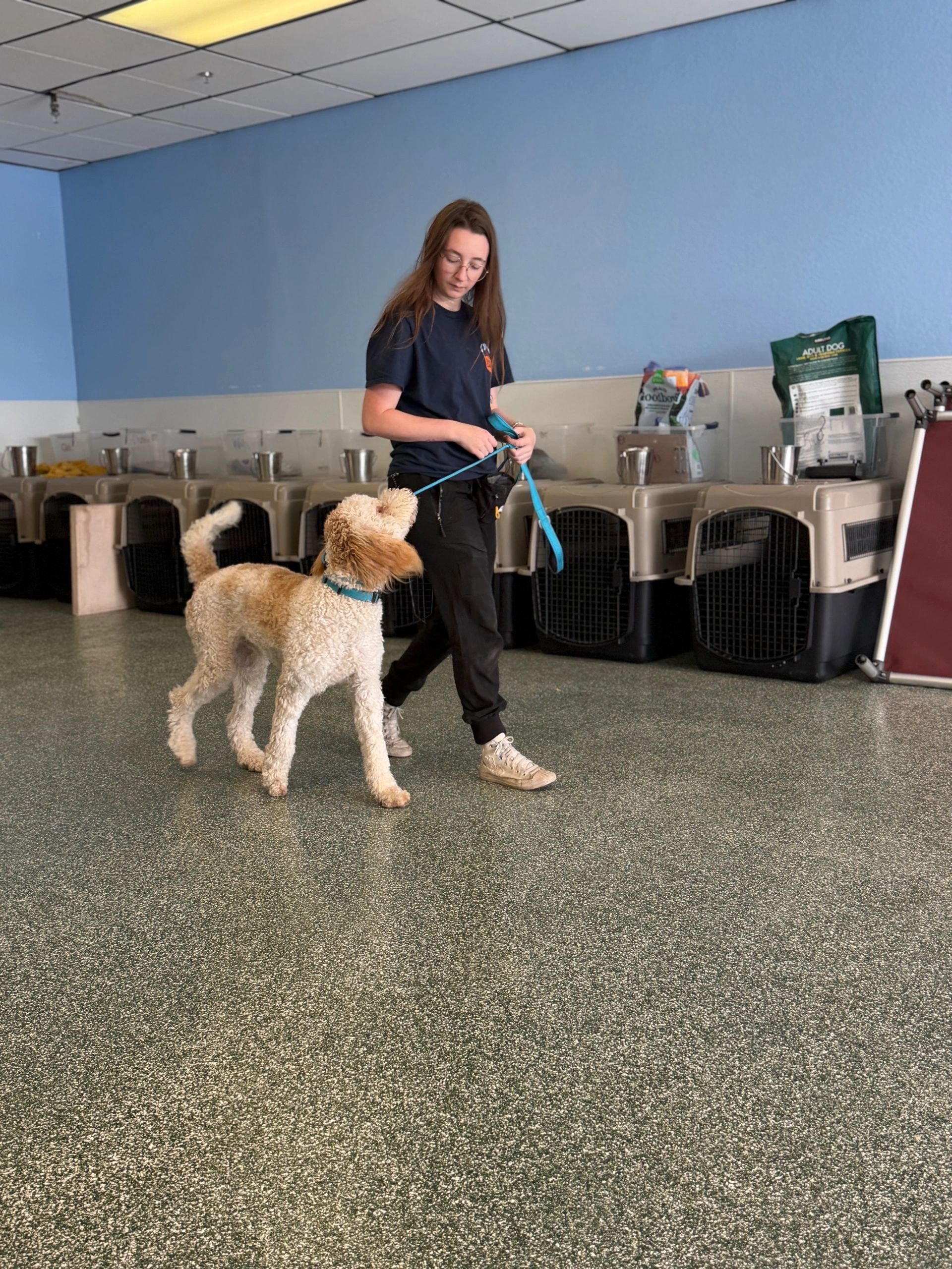 Trainer working with dog indoors