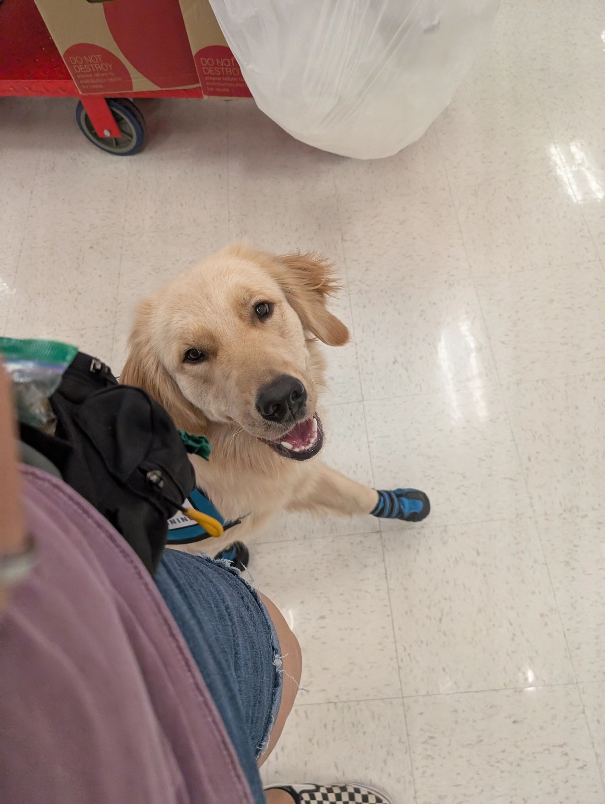 Service dog training with handler