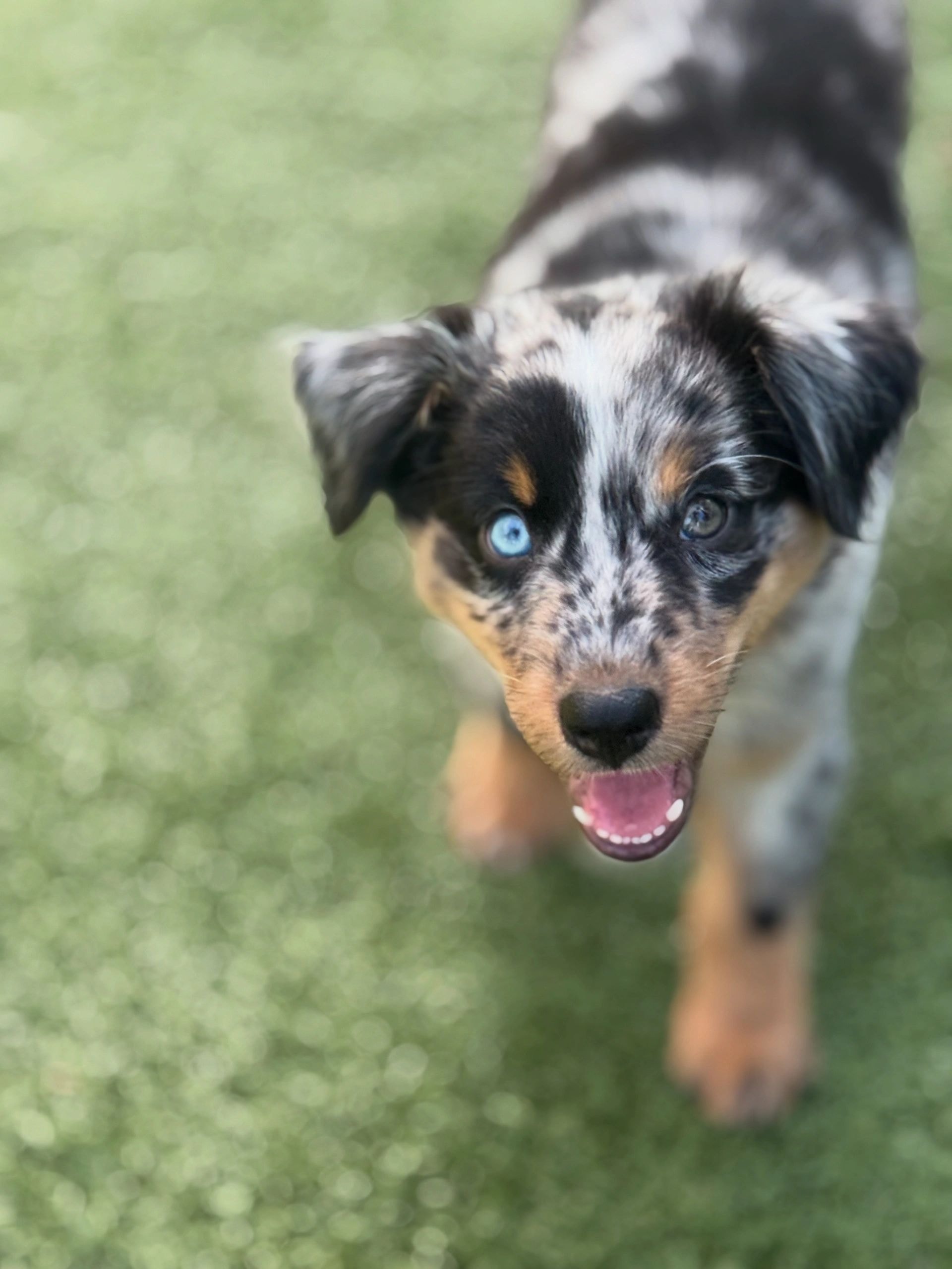 Connected Puppy Path training session
